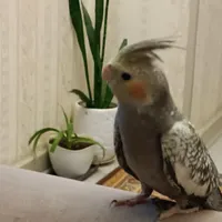 یک عروس هلندی گم شده
