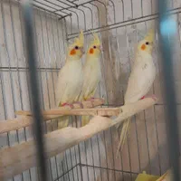 عروس هلندی.طوطی برزیلی.مرغ عشق.قناری.فنچ|پرنده|پارس‌آباد, |دیوار