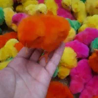 جوجه رنگی عمده