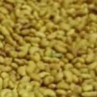 بذر یونجه محلی اصلااح شده بوجاری بمی تضمینی بم|خدمات باغبانی و درختکاری|بم, |دیوار