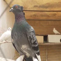کفتر نر مست کاکلی|پرنده|اصفهان, اشکاوند|دیوار