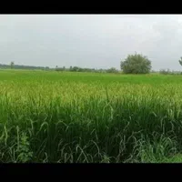 زمین زراعتی کشاورزی