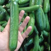 پخش عمده از میدان میوه و تره بار|خوردنی و آشامیدنی|تهران, شهرک شریعتی|دیوار