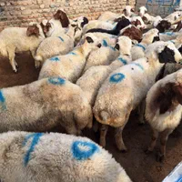 مناسب قربانی گوسفند زنده شکم خالی پر گوشت چاق|حیوانات مزرعه|ماهدشت, |دیوار