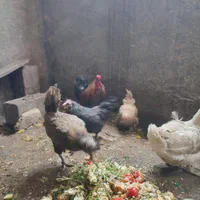 غاز روسی یا غاز لال یا اردک لال یاروسی|حیوانات مزرعه|اصفهان, دشتستان|دیوار