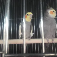 فروش ویژه انواع عروس هلندی جوجه وبالغ(مغازه معتبر)|پرنده|تهران, گلستان (شهرک راه آهن)|دیوار