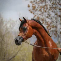 جلسه سوارکاری رایگان رایگان باشگاه بهشت|اسب و تجهیزات اسب‌سواری|برخوار, |دیوار
