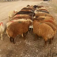 فروش انواع گوسفند سرک دار|حیوانات مزرعه|قم, زنبیل آباد|دیوار