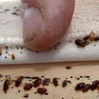 سمپاشی فوری،تضمینی،بیبودرکیش،سمپاشی منازل،هتل