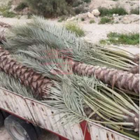 النخیل تنهاعاملیت رسمی پالم نخل