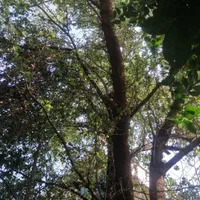 درخت بیدکویتی و اکالیپتوس و قطع نخل|خدمات باغبانی و درختکاری|برازجان, |دیوار