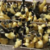 جوجه یکروزه گوشتی/محلی/اردک/خروس یکماهه