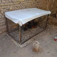 قفس چوبی محکم