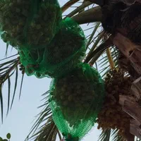 کیسه خرما|عمده‌فروشی|مشهد, حجت|دیوار