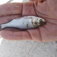 بچه ماهی .کپور .امور.قزل الا .خاویاری|ماهی|قرچک, داوود آباد|دیوار