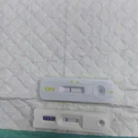 سگ نژاد پودل مالتیز|سگ|تهران, تهرانسر شرقی|دیوار