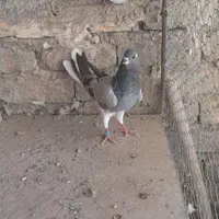 دمگیر|پرنده|اصفهان, پوریای ولی|دیوار