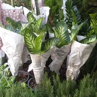 خدمات حرفه‌ای باغبانی و گل‌ در سراسر تهران|خدمات باغبانی و درختکاری|تهران, پاسداران|دیوار