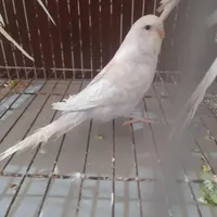 مرغ عشق گم شده