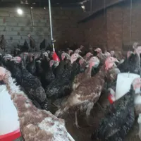 بوقلمون برنز و بوربون|حیوانات مزرعه|مشگین شهر, |دیوار