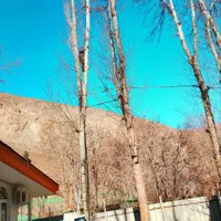 هرس قطع درخت برش درخت هرس خریدار چوب|خدمات باغبانی و درختکاری|تهران, ارم|دیوار