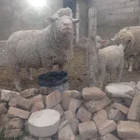 قوچ ایلدوفرانس سنگین وزن وارداتی بینظیر|حیوانات مزرعه|تهران, بلوار کشاورز|دیوار