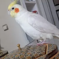 گمشده عروس هلندی