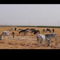 شیر الاغ از دامداری معجزه کویر|آرایشی، بهداشتی، درمانی|مشهد, مهدی آباد|دیوار