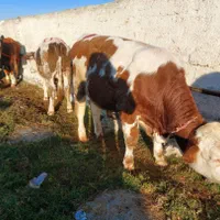 ترمینال گوسالهای جنس بالا|عمده‌فروشی|اصفهان, سروشبادران|دیوار