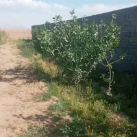 زمین نزدیک تالار عرشیا|فروش دفتر صنعتی، کشاورزی، تجاری|کرمان, |دیوار
