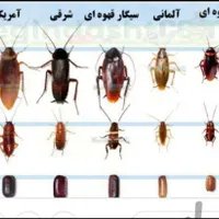سمپاشی و موریانه زدایی تضمینی