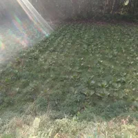 علفزنی چمن زنی و تمشک زنی|خدمات باغبانی و درختکاری|آستانه اشرفیه, |دیوار