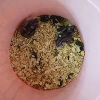 همستر