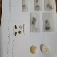 مهره