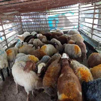 گوسفند زنده بره طلایی|حیوانات مزرعه|ملارد, |دیوار