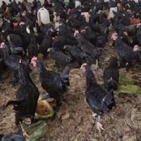 خروس تمام سیاه وماشینی جهت قربانی|حیوانات مزرعه|تهران, باغ فیض|دیوار