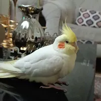 عروس هلندی گمشده