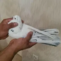 کفتر