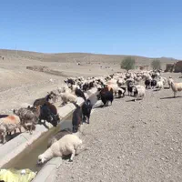 گوسفند زنده بره غیره موجود میباشد با هر وزن|عمده‌فروشی|اصفهان, باغ فدک|دیوار