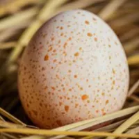 تخم نطفه دار بوقلمون برنز|حیوانات مزرعه|تبریز, |دیوار