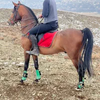 اسب کرد فروشی|اسب و تجهیزات اسب‌سواری|تهران, آبشار تهران (دریاچه)|دیوار