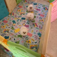 دنیای توله پامر خرسی پامرانین خرسی|سگ|تهران, شهرک غرب|دیوار