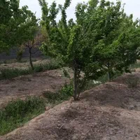 ابشار بعد از زردنجان  جوزدان خ بهاران|فروش زمین و ملک کلنگی|اصفهان, براآن شمالی|دیوار