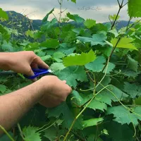 برگ|خوردنی و آشامیدنی|یزد, |دیوار