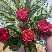گل رز روبانی|صنایع دستی و سایر لوازم تزئینی|میناب, |دیوار