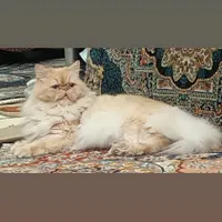واگذاری مجانی نیست ۴میلیون|گربه|اسلام‌شهر, |دیوار