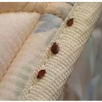 سمپاشی ساس سم پاشی حشرات سوسک سم موش کنه موریانه