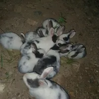 فروش بچه خرگوش دانه ی صدهزار