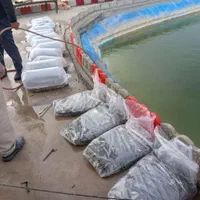 بچه ماهی کپورواموروفیتوفاک و فیتوفاک|ماهی|کرمانشاه, |دیوار