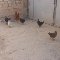 جوجه مرغ وخروس|حراج|آباده, |دیوار